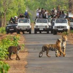 Tadoba Tour From Nagpur 2N/3D ( 2N Tadoba National Park )